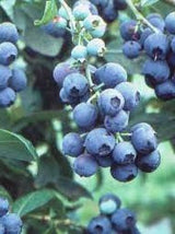 Blueberries Rabbiteye | Vaccinium ashei