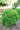 Tater Tot® Thuja occidentalis
