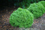 Tater Tot® Thuja occidentalis