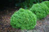 Tater Tot® Thuja occidentalis