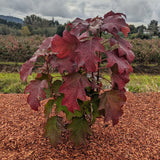 Toy Soldier™ Oakleaf Hydrangea | Hydrangea quercifolia 'Bocotoso' USPPAF, CPBRAF