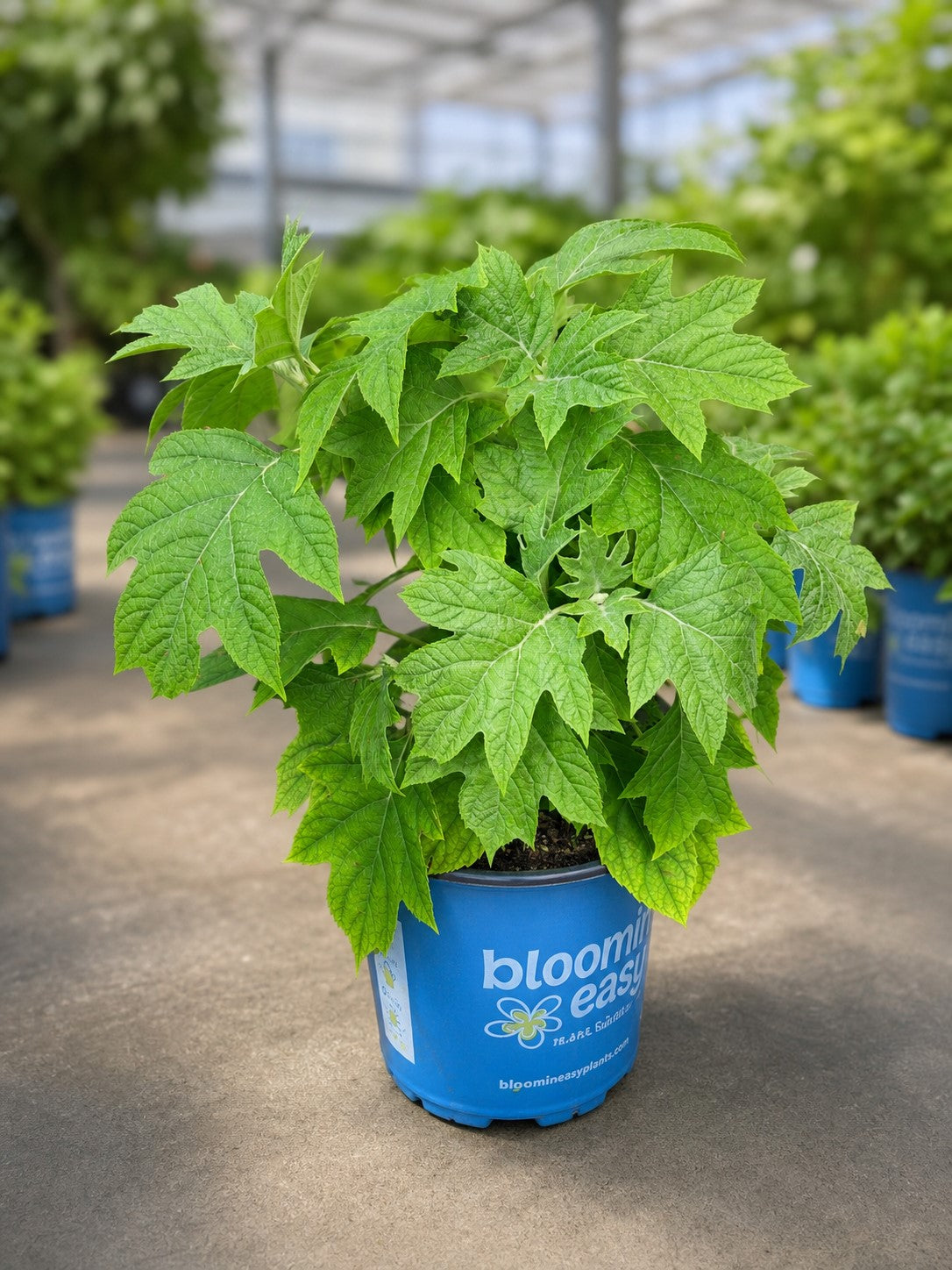 Toy Soldier™ Oakleaf Hydrangea – Plant Factory Direct