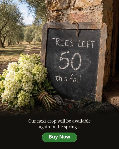 Limelight Hydrangea Tree | Proven Winners® Paniculata Hydrangea