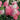 First Editions® Vanilla Strawberry™ Hydrangea paniculata