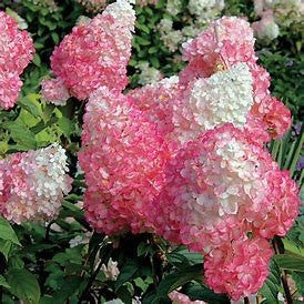First Editions Strawberry Sundae Hydrangea Blooms