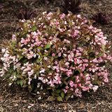 Afterglow™ Weigela |Botanical name: Weigela x ‘AZ’, USPPAF, CPBRAF