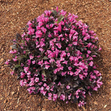 Stunner® Weigela | Weigela x 'Spring 2' USPPAF, CPBRAF