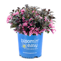 Stunner® Weigela | Weigela x 'Spring 2' USPPAF, CPBRAF