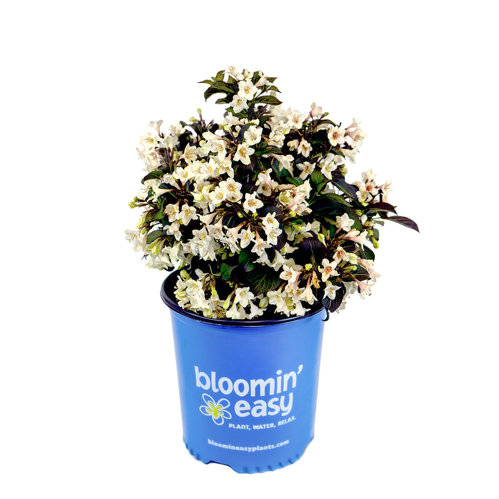 Tuxedo™ Weigela | Weigela x 'Velda' USPP26842, CPBR5268
