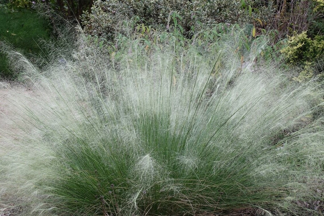 White Cloud Muhly Grass | Mulenbergia capillaris 'White Cloud'