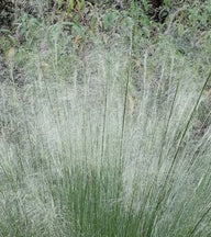 White Cloud Muhly Grass | Mulenbergia capillaris 'White Cloud'