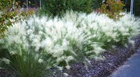 White Cloud Muhly Grass | Mulenbergia capillaris 'White Cloud'