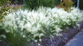 White Cloud Muhly Grass | Mulenbergia capillaris 'White Cloud'