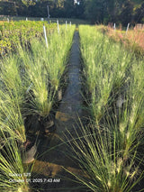 White Cloud Muhly Grass | Mulenbergia capillaris 'White Cloud