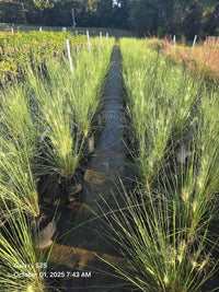 White Cloud Muhly Grass | Mulenbergia capillaris 'White Cloud