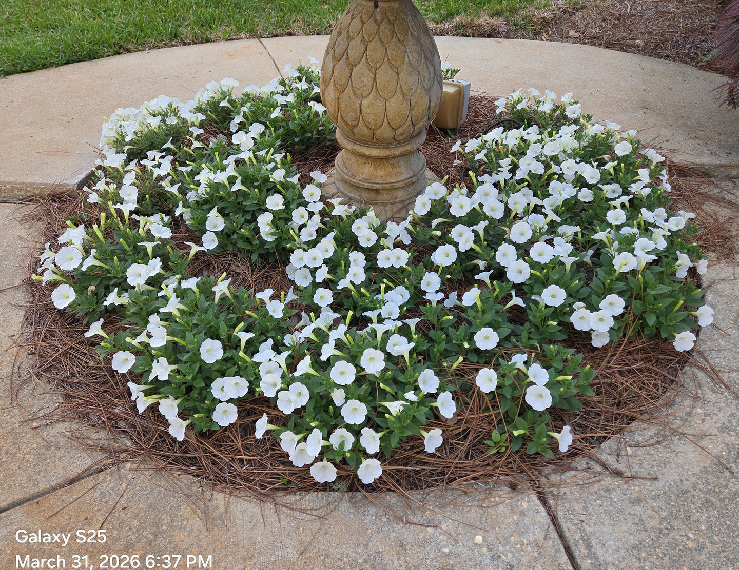 Supertunia Mini Vista® White Petunia hybrid