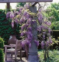 Blue Chinese Wisteria Vine | Wisteria sinensis | Custom Grown Vine