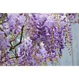 Amethyst Falls Wisteria