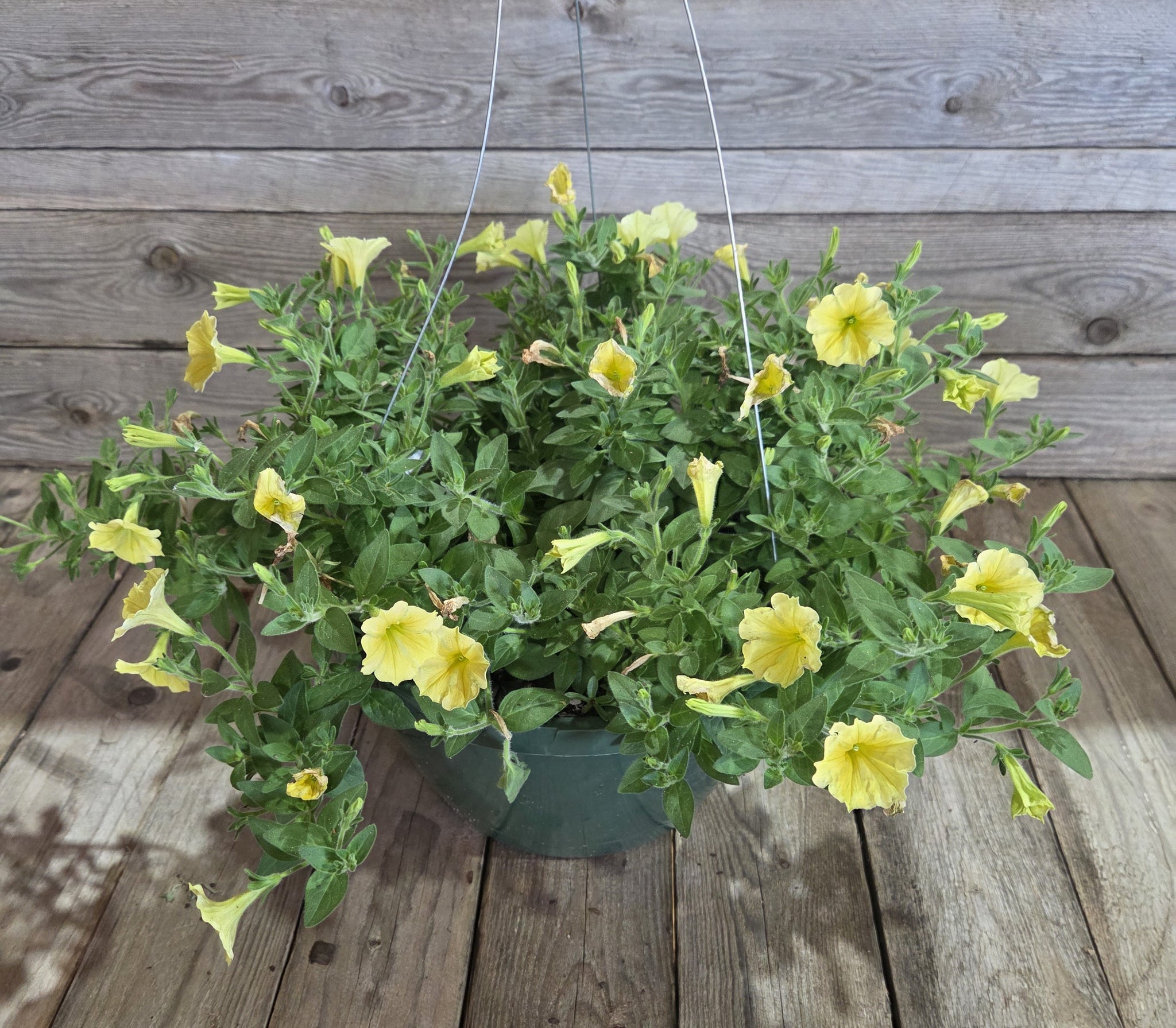 Supertunia Mini Vista® Yellow Petunia