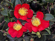 Yuletide Sasanqua blooms